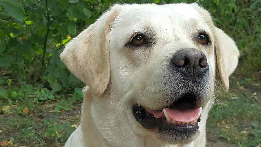 labrador retriever